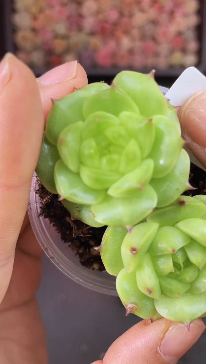 697灯泡海胆一物一拍一组