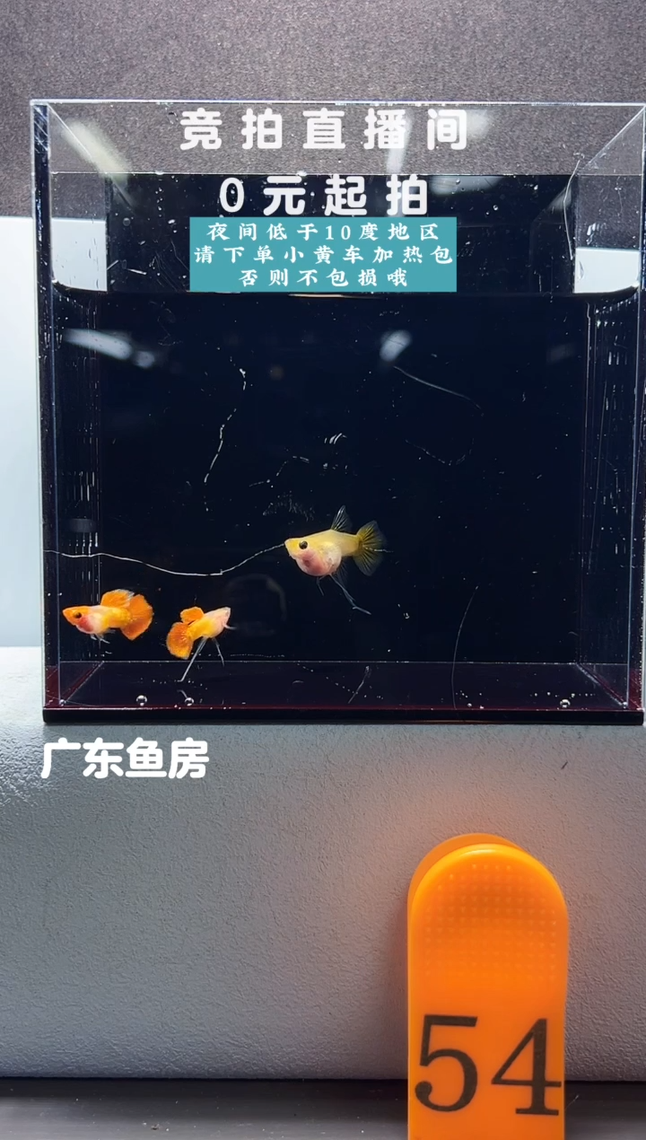 孔雀鱼红头皇家落日C一对编号54