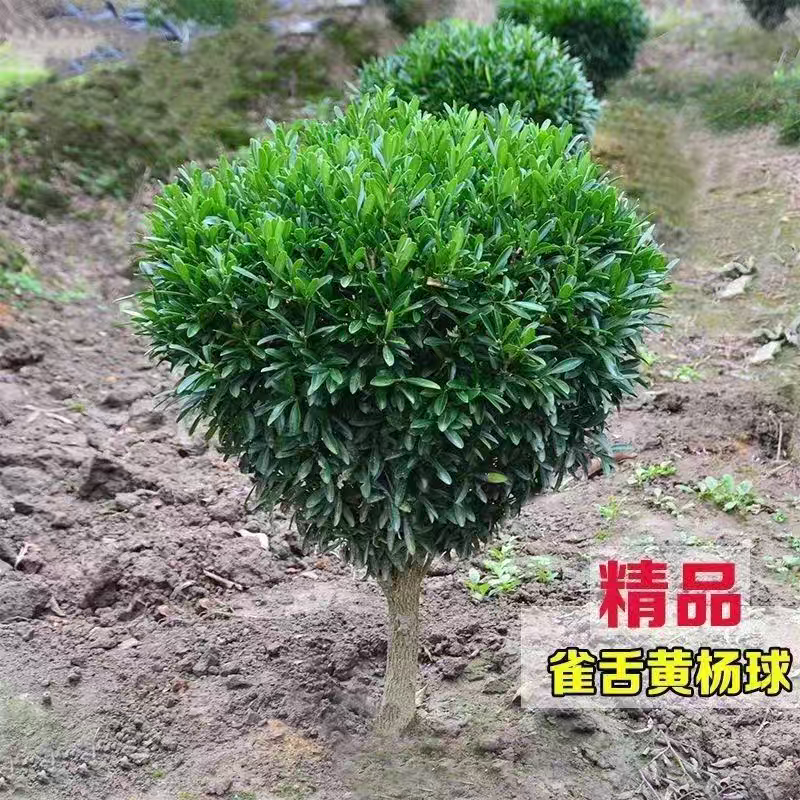 室内小绿植 名贵小叶雀舌黄杨 四季常青庭院园林绿化耐寒耐旱花园