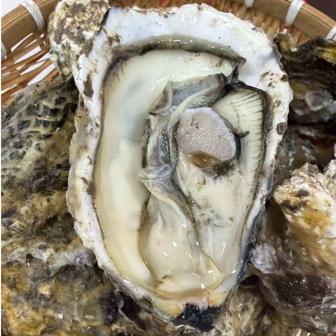 【海蛎子】新鲜海蛎子生蚝9斤牡蛎好吃美味海鲜鲜活个大饱满