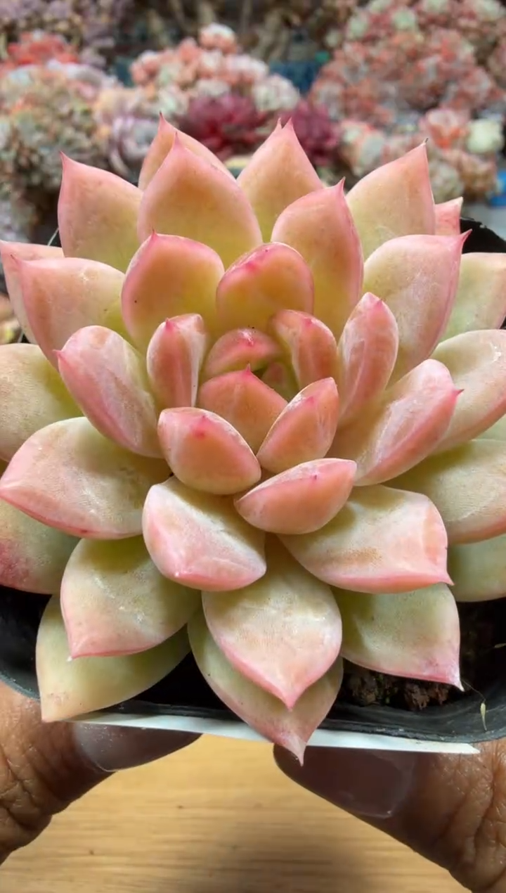 东云多肉园二店-11