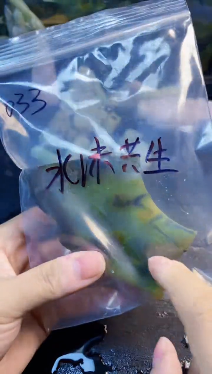 颈饰未镶嵌翡翠絶*天然翡翠033