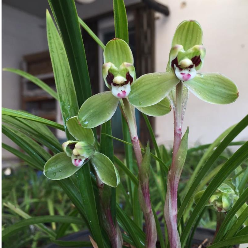 【春兰小打梅】包三月售后 终身对版