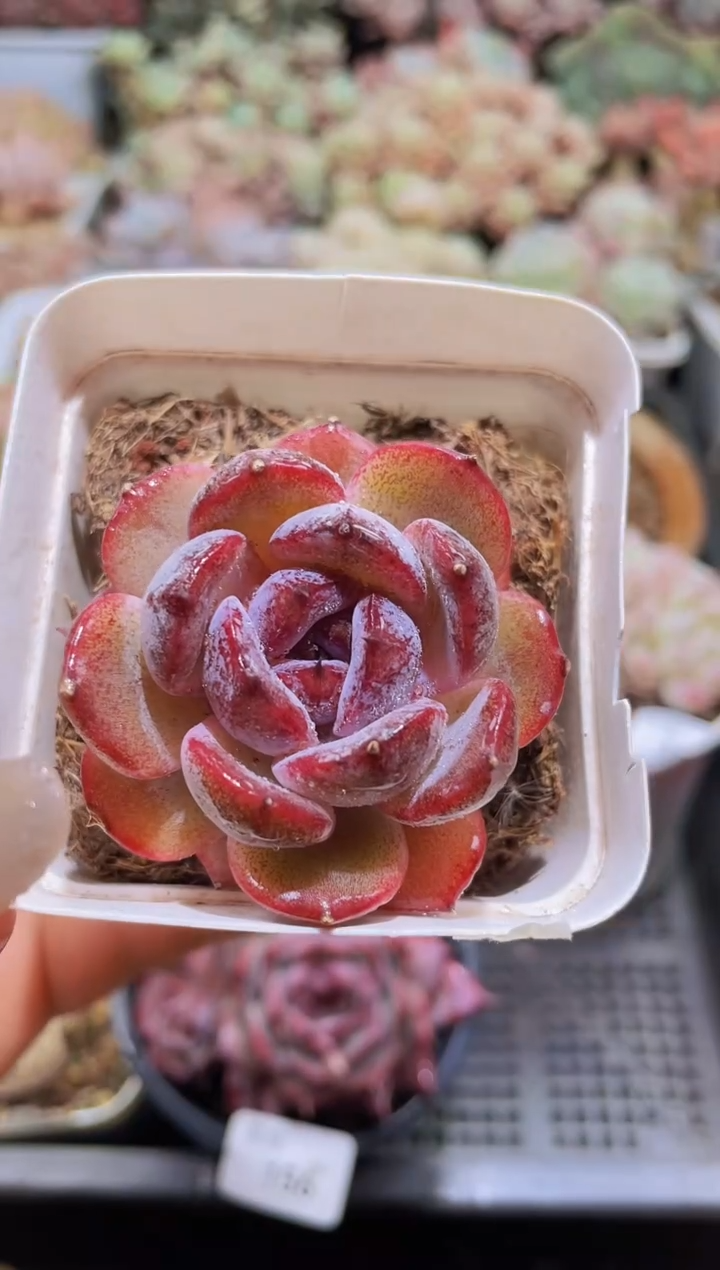 【闪购商品】157黑橙带盆土