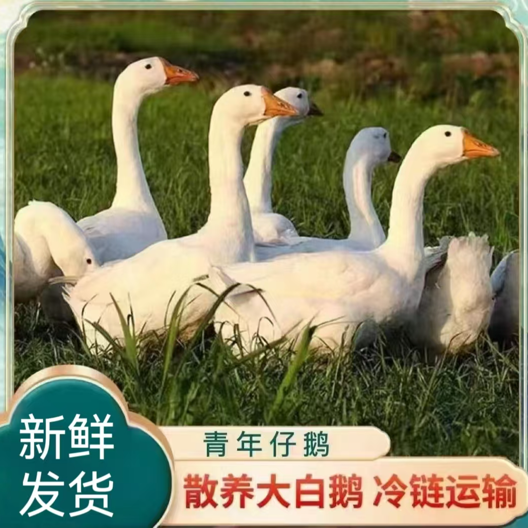 【老兵家O】农家放养大白鹅 仔鹅 发2只净重共9-10斤 带心肝发货