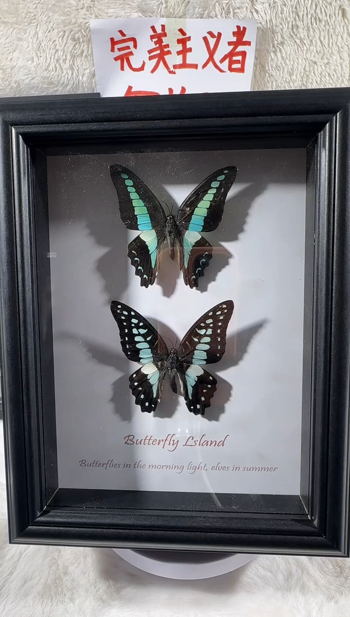 小****饼网丝蛱蝶水晶球 A1