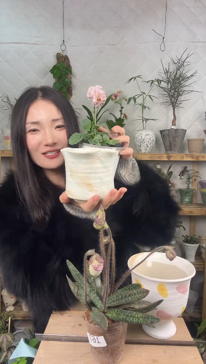 无花朵角锦加盆一套122