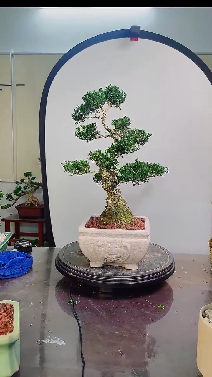 无花朵广东雀舌皱皮黄杨高端盆景