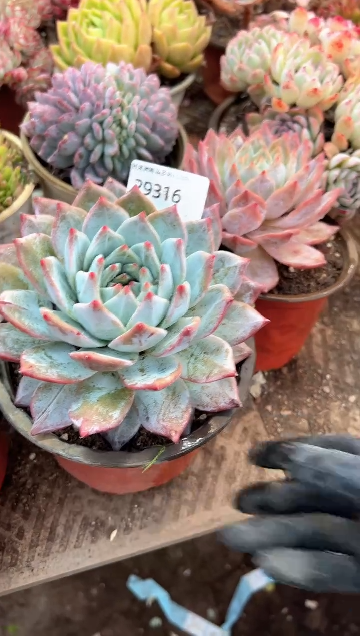 小*斗多肉植物一物一拍29316