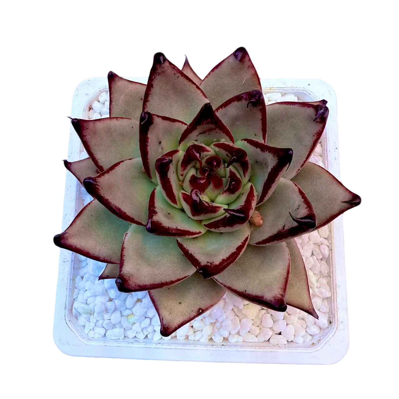 勾勾乌木多肉植物  新手好养满9.9包邮直播间为标准发货精选精养