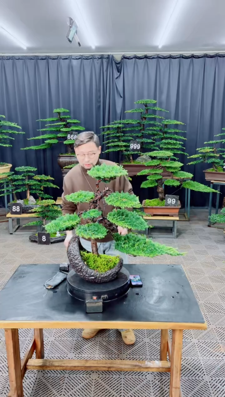 无花朵盆景.....