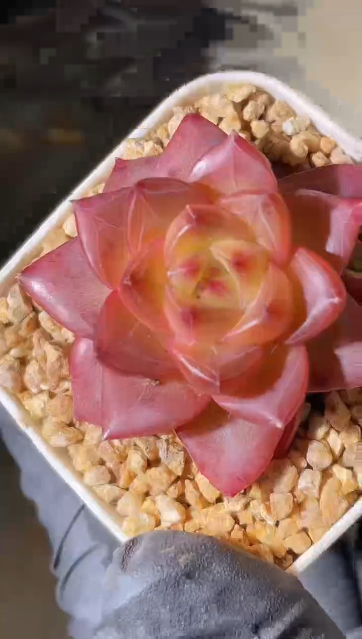 2701 嘲笑3-4厘米 量拍发一颗