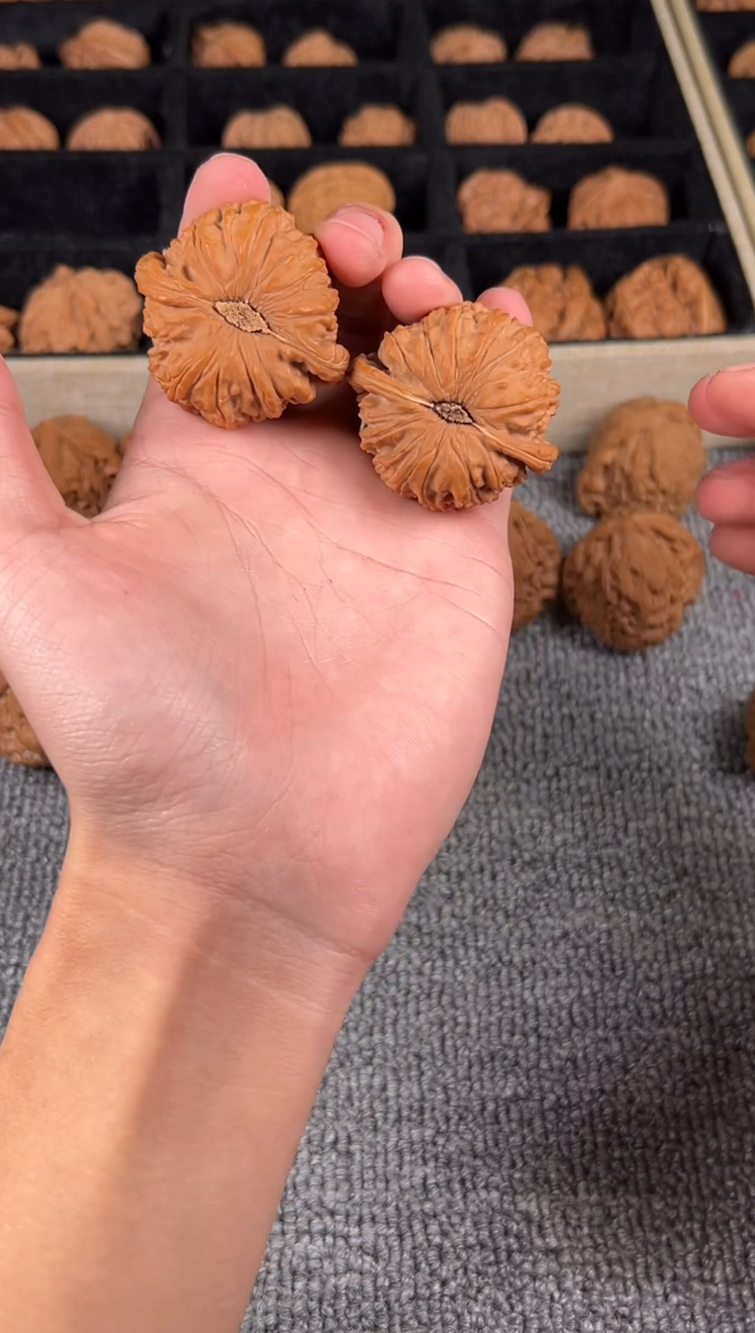 把件文玩核桃全品43+白狮子13号