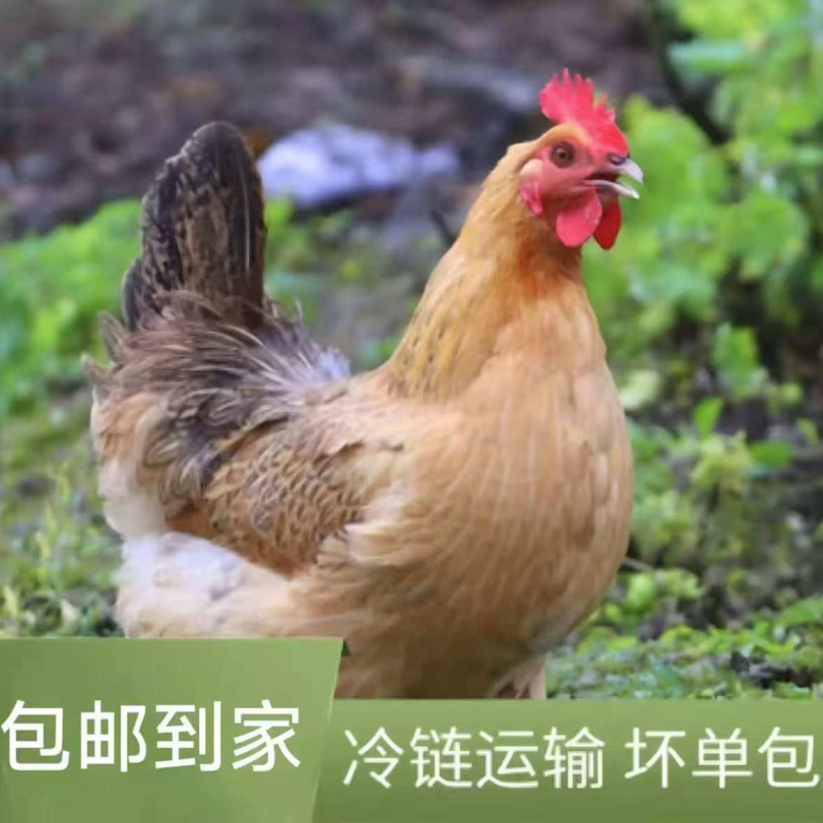 【到手2只】正宗农家散养整只黄油老母鸡土鸡顺丰包邮