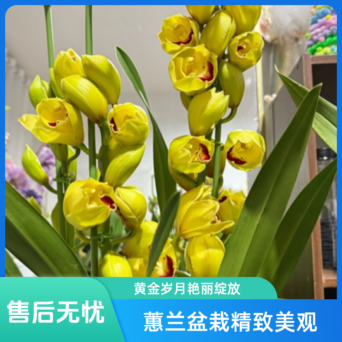 ［黄金岁月］大花蕙兰盆栽新年绿植盆栽景客厅年宵花卉3～4剑花卉