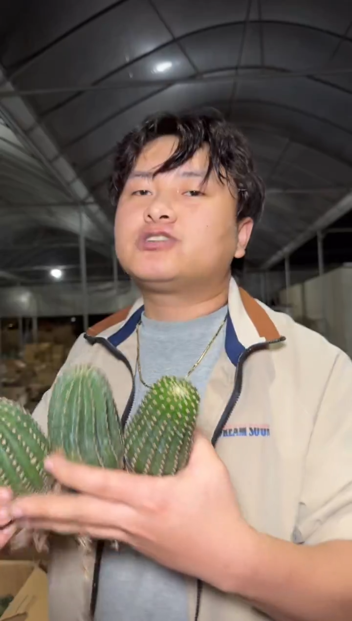 4颗 短豪刺 金刚【带根】