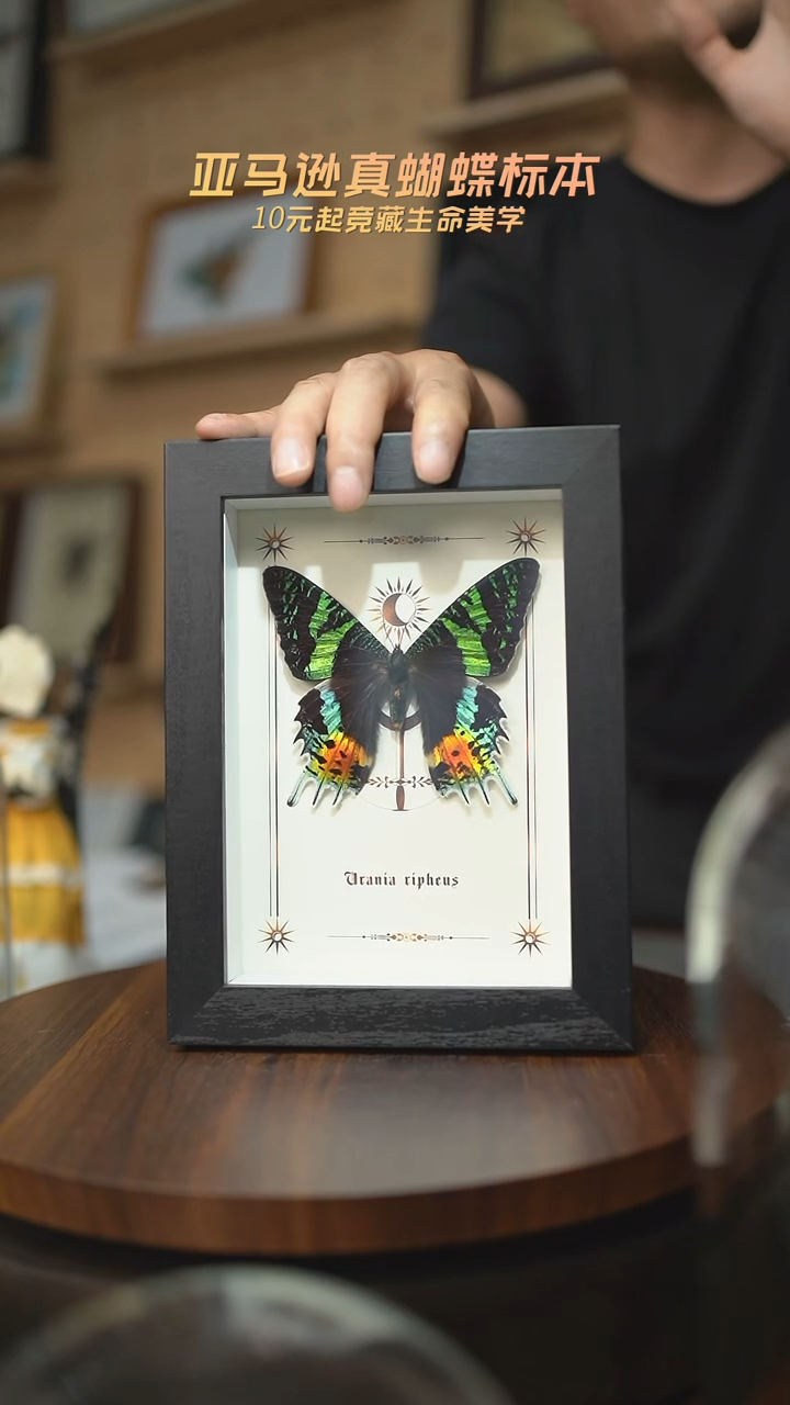 有机玻璃太阳蛾图腾款7寸竖框