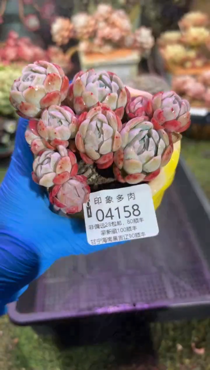 【闪购商品】04158