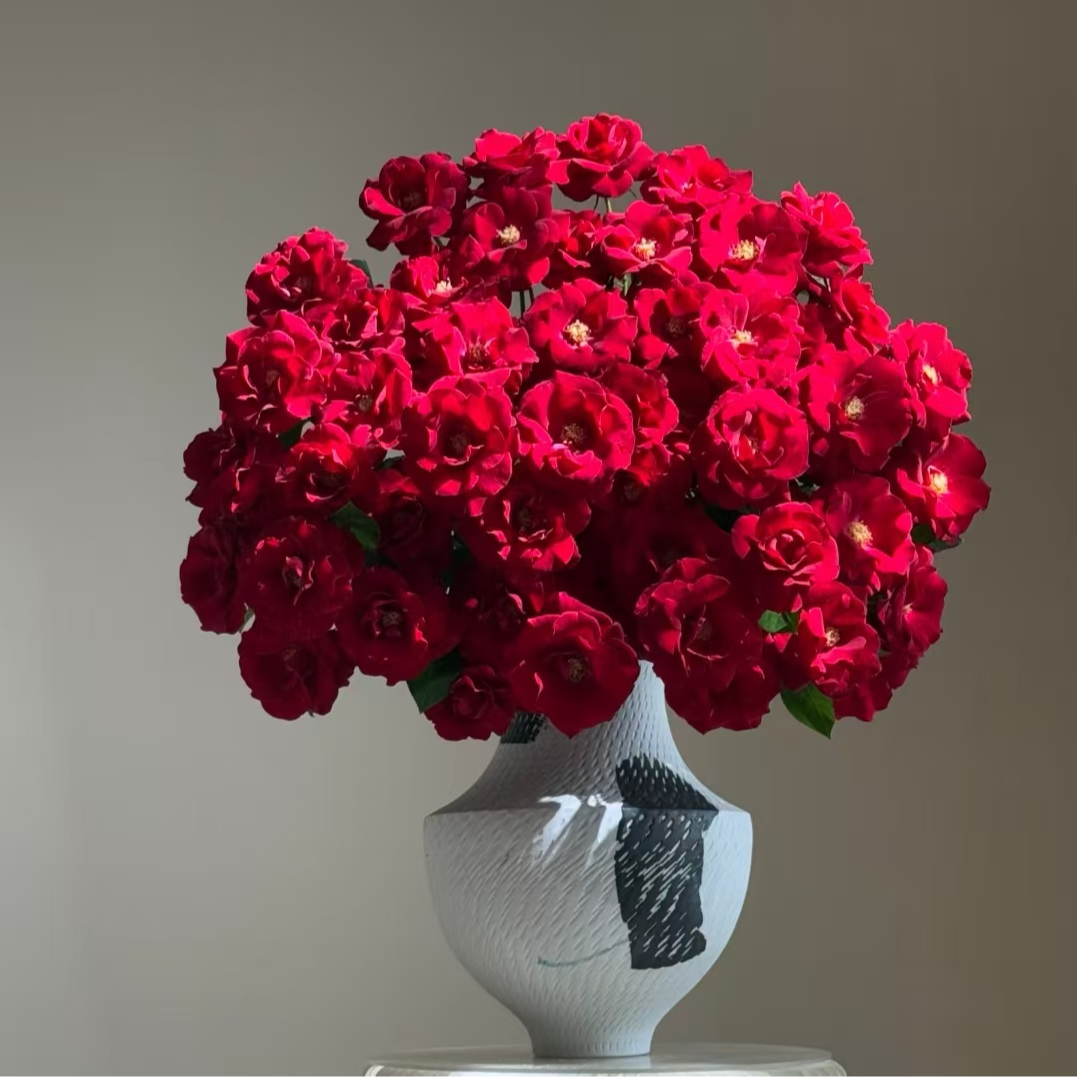 【红雷丝多头玫瑰】一单普运两单顺丰    云南基地鲜切花