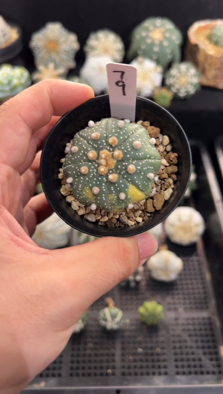 海星锦实生编码79