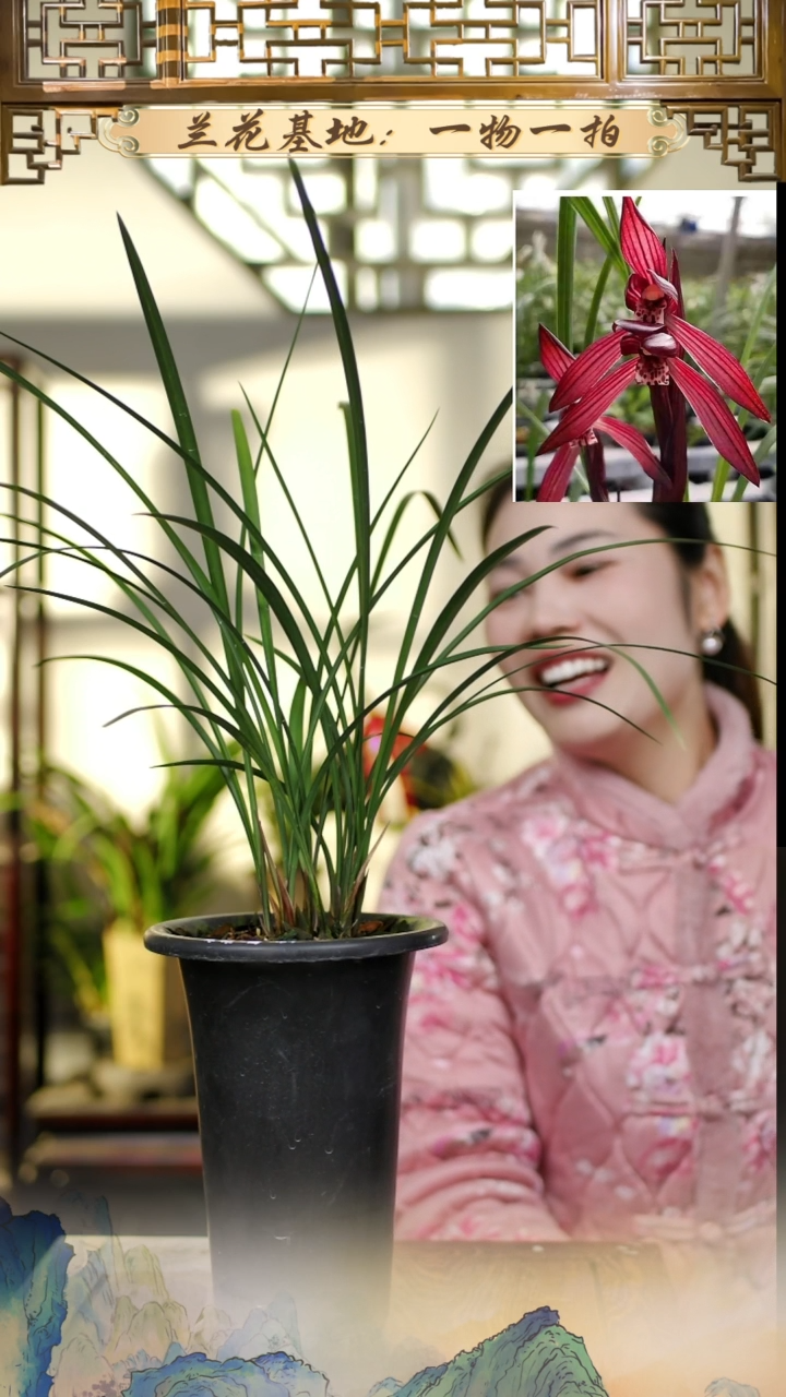 全部花苞板桥遗墨