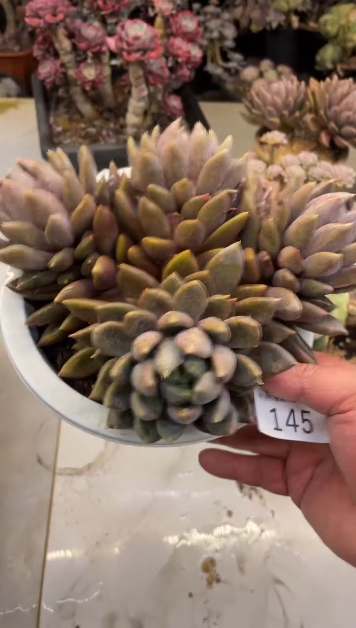 【闪购商品】145象牙