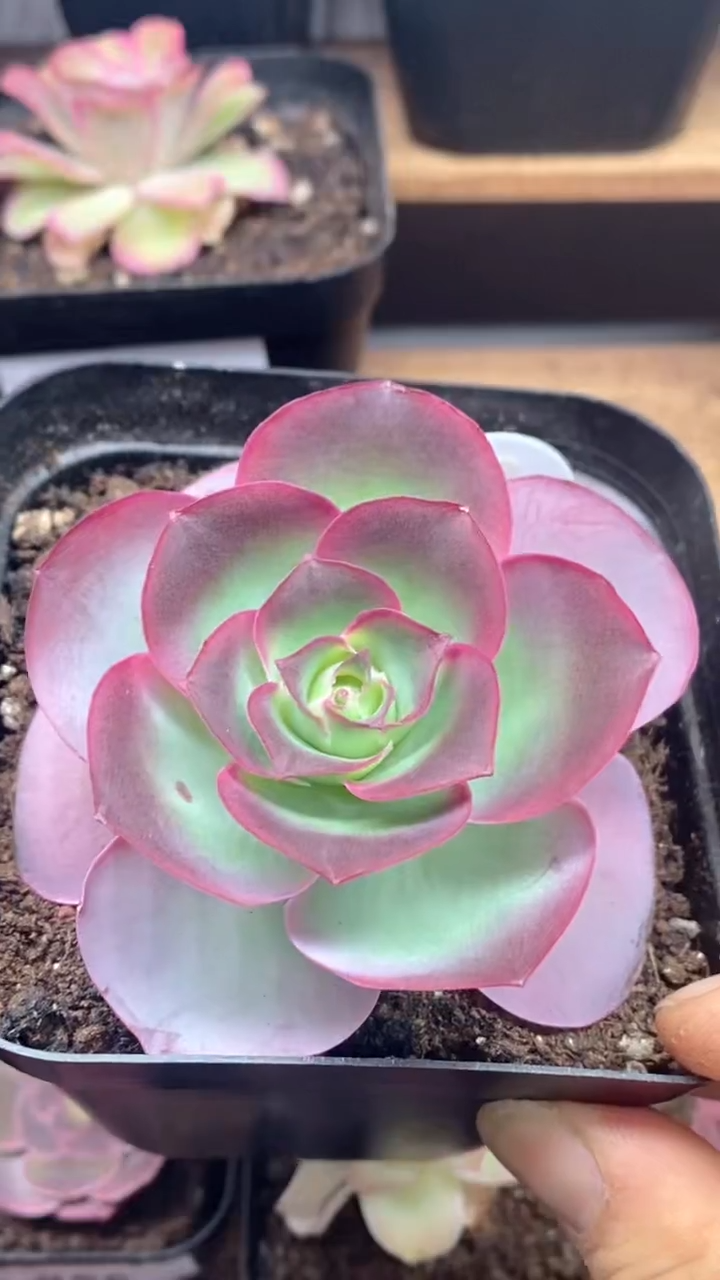 楹楹山地玫瑰/141