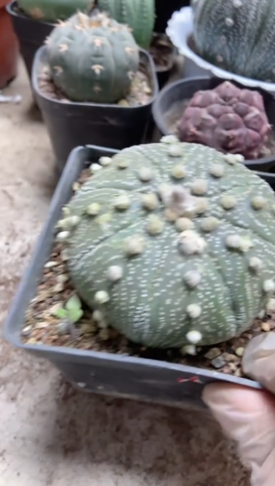 仙人球一物一拍兜
