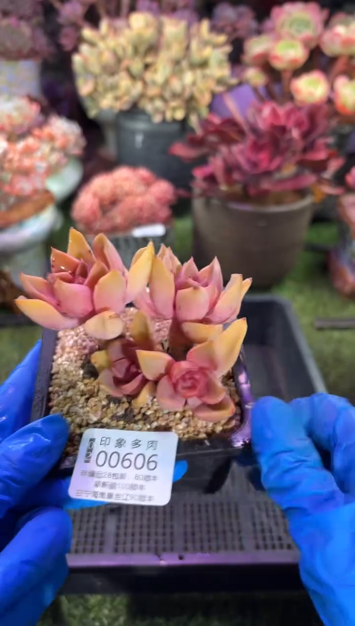 【闪购商品】00606