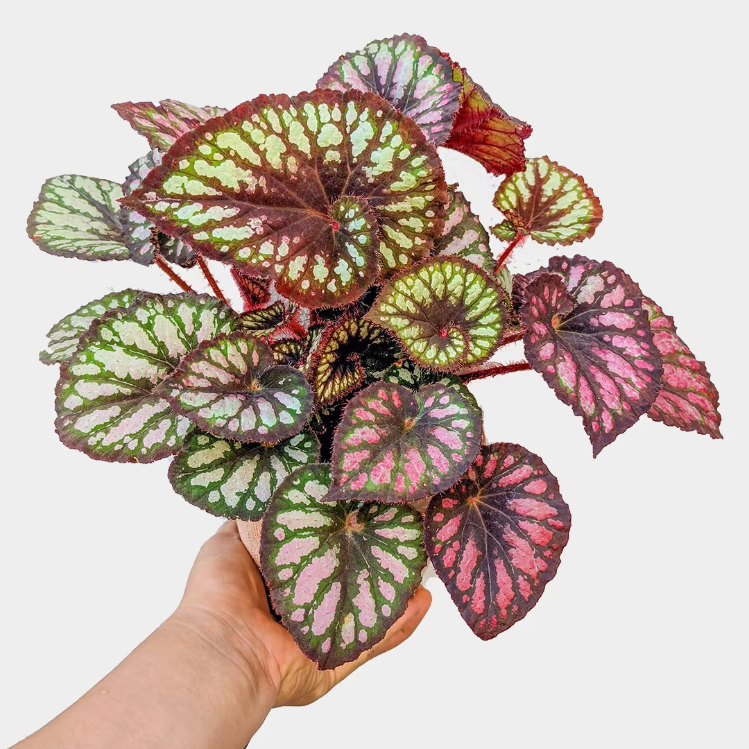 摩天轮秋海棠室内观叶植物好养盆栽网红花卉观赏植物