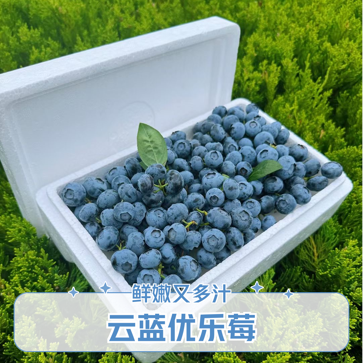 花香蓝莓云南蓝莓新鲜蓝莓鲜果脆甜带果酸宝宝辅食400克 顺丰京东