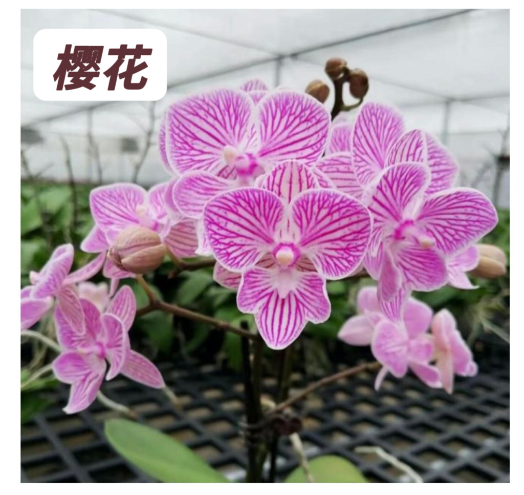 蝴蝶兰-【樱花】苗子3.0寸加高杯原杯发