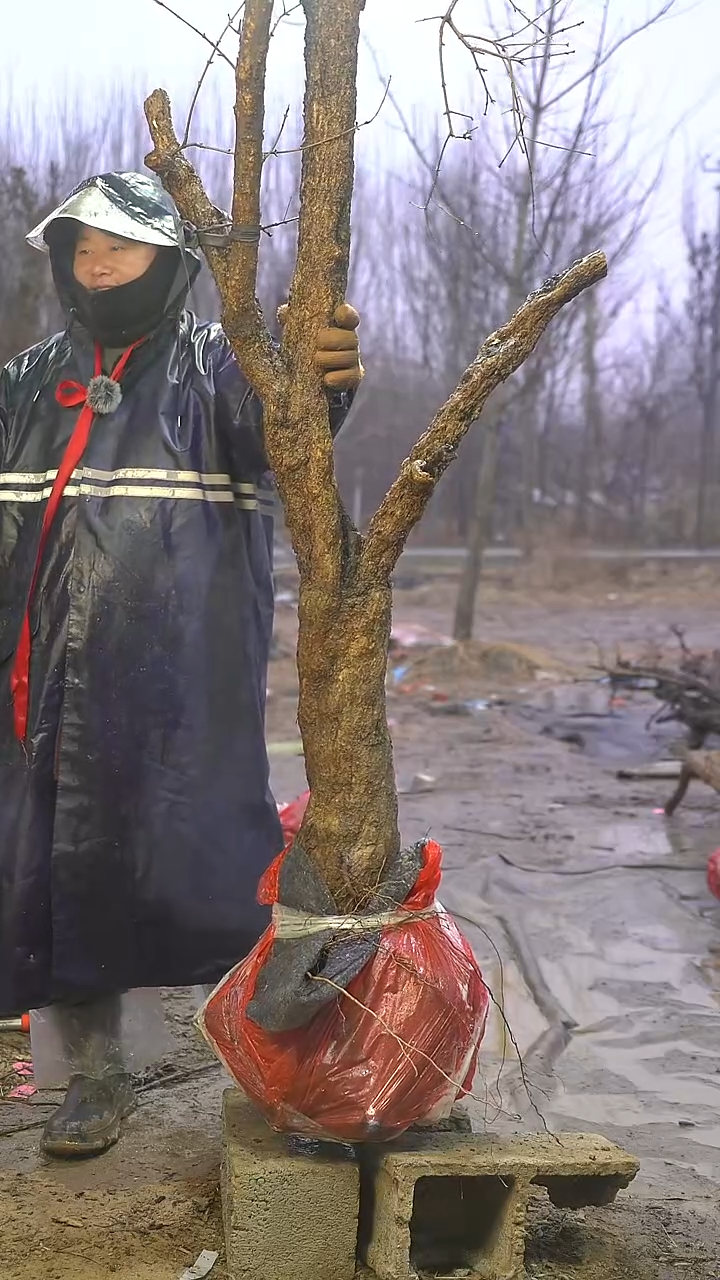 完全开放石榴1120