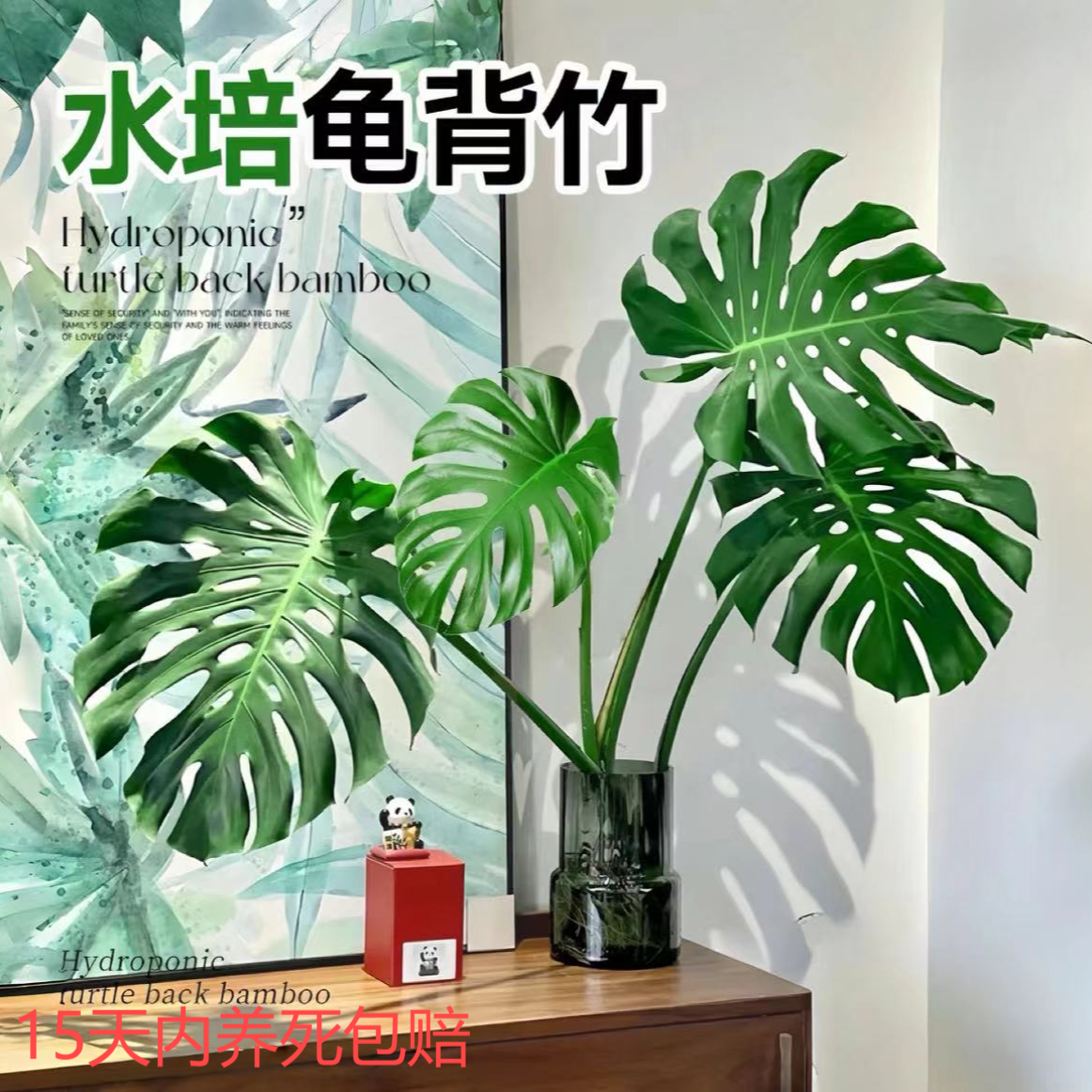 【德邦发货】4-6片叶老桩单杆龟背竹室内耐养耐看观赏网红绿植