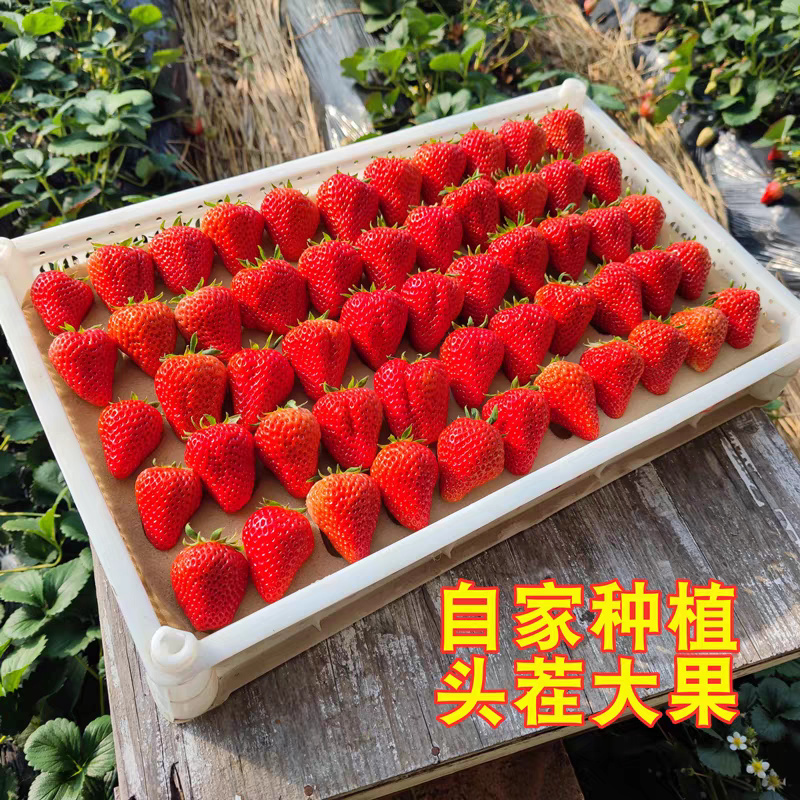 草莓新鲜现摘红颜九九牛奶草莓奶油草莓孕妇水果包顺丰