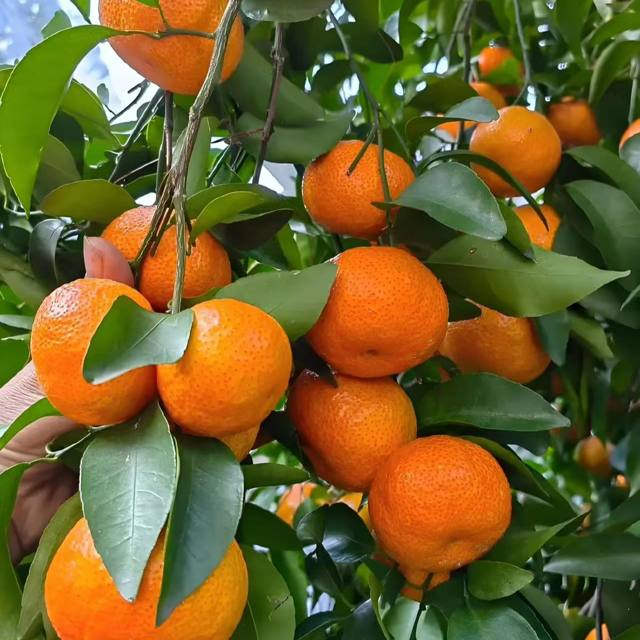 金秋砂糖橘  东方红砂糖橘树苗 （南北方种植庭院种植 ）