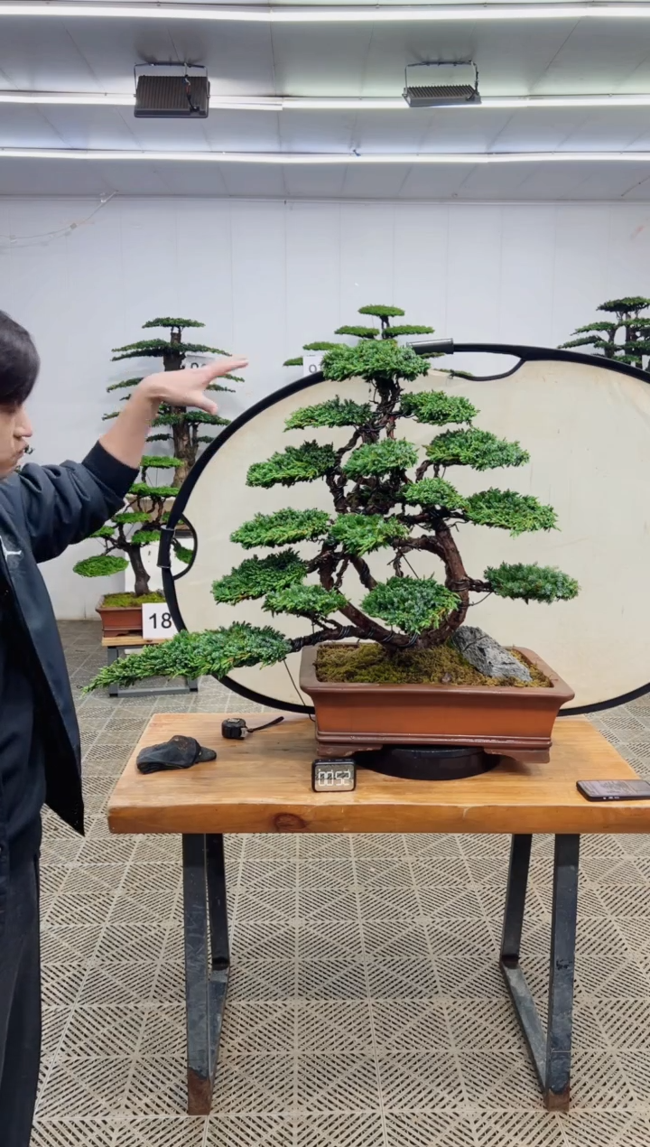 无花朵造型盆景一物一拍