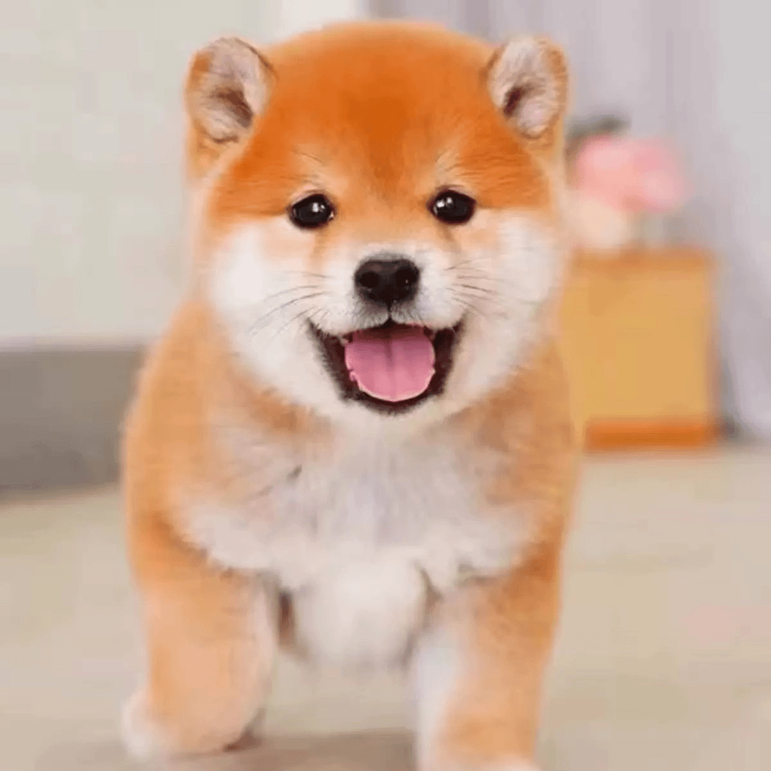 纯种豆柴柴犬小型宠物狗，以直播间实物为准