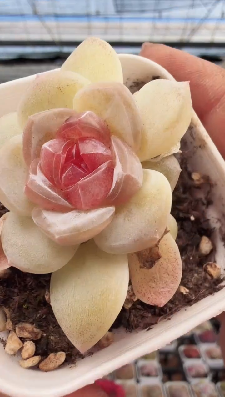 东云多肉园新款-246