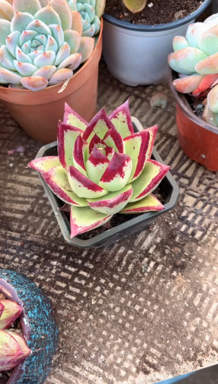 夕**美多肉植物一物一拍05332