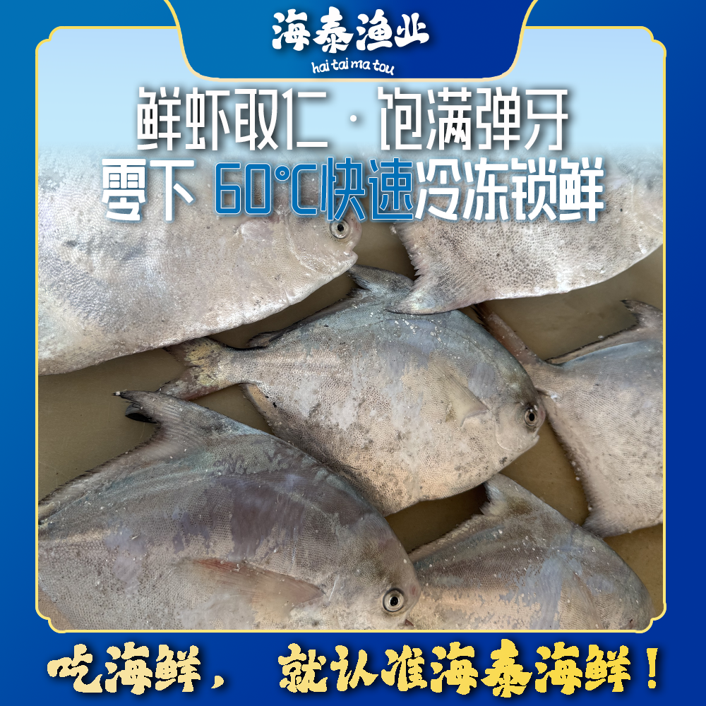 【银鲳】海泰码头 自家渔船 深海捕捞 鲜活速冻 锁鲜冷链到家