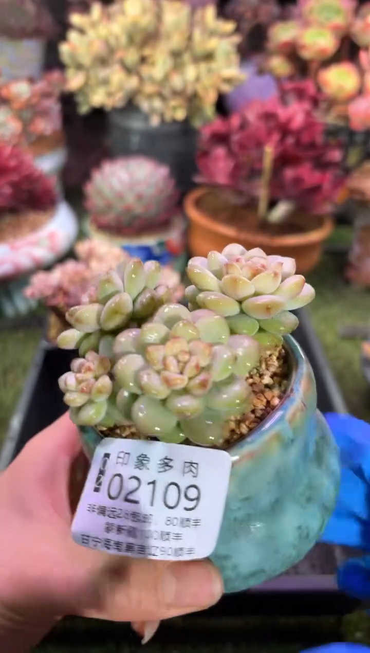 【闪购商品】02109