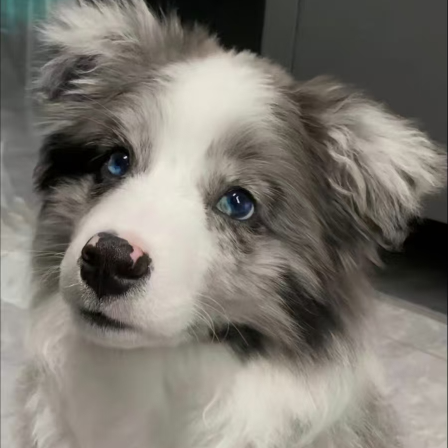 （天津楠哥家）T狗狗活体