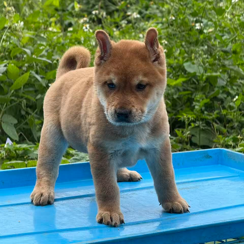 黄狗白面幼犬中华田园犬活体中型看家护院狩猎犬