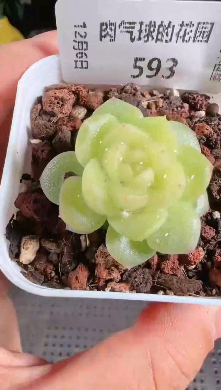 1206-593碧琉璃多肉群生不包整