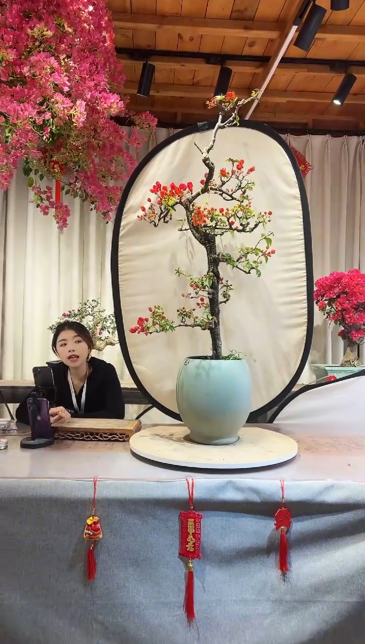 【闪购商品】盆景海岛红