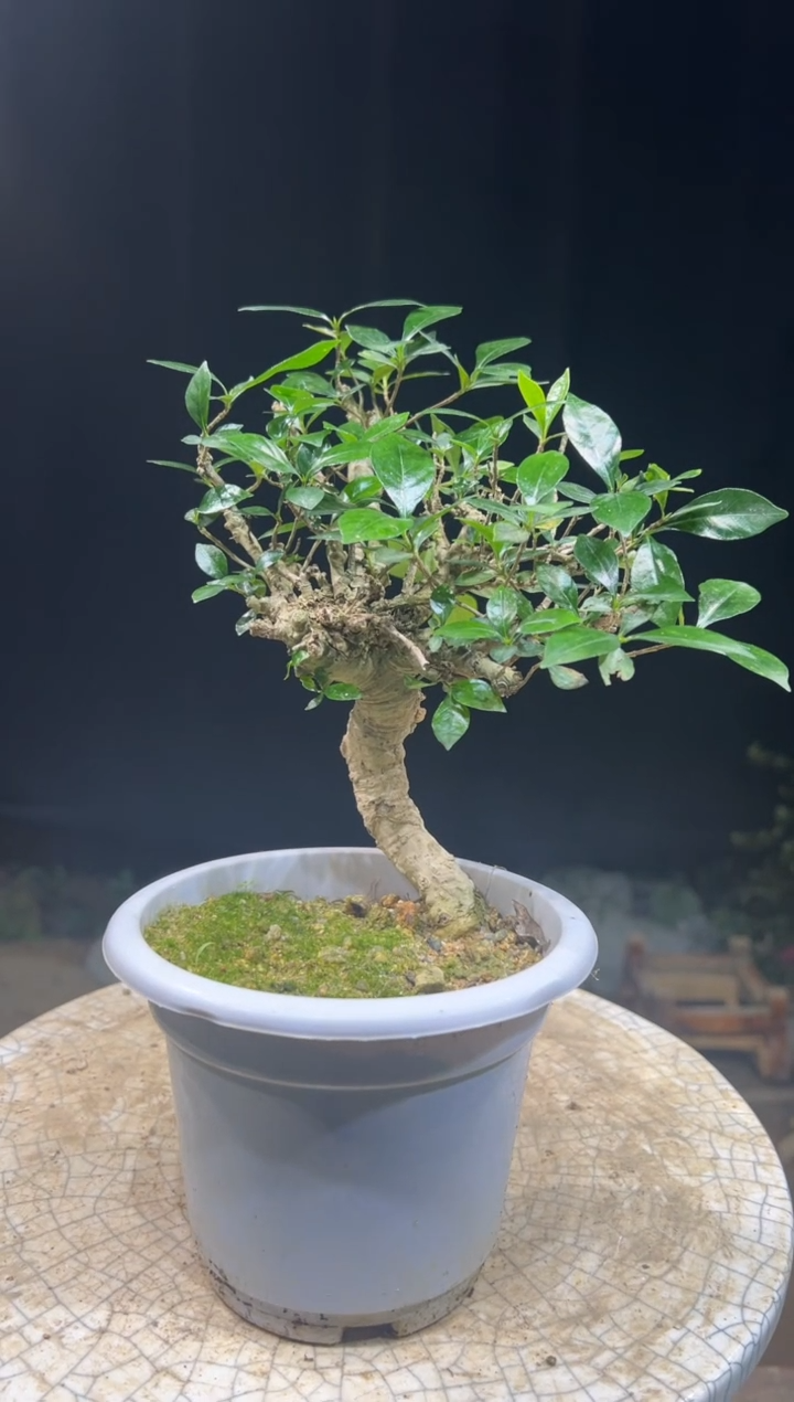 完全开放綿*囝海岛栀子花