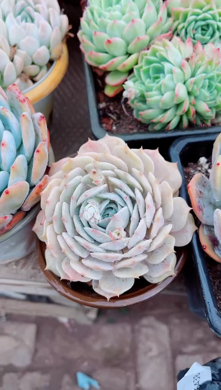 【闪购商品】06438