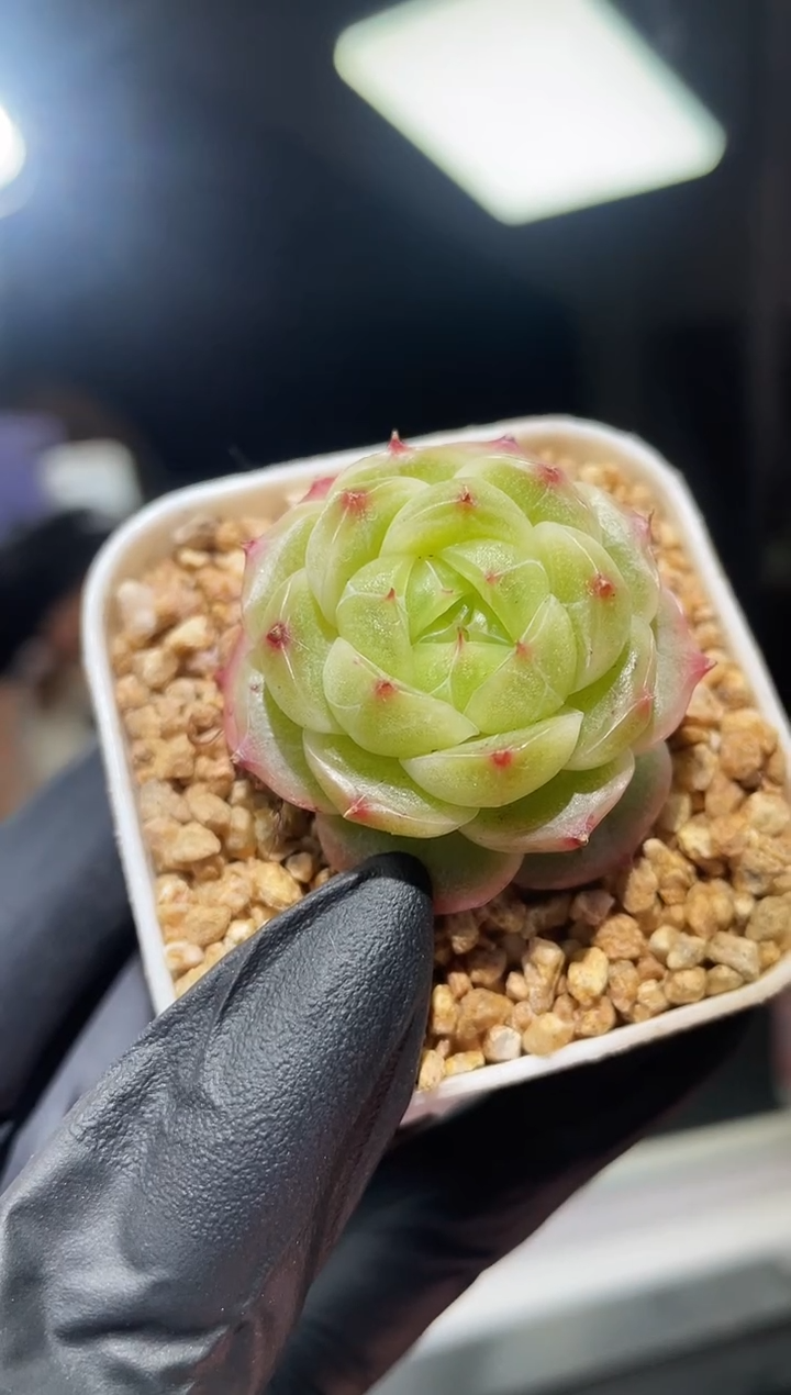 闪购781 视频金色同款多肉一颗   3.5-4厘米