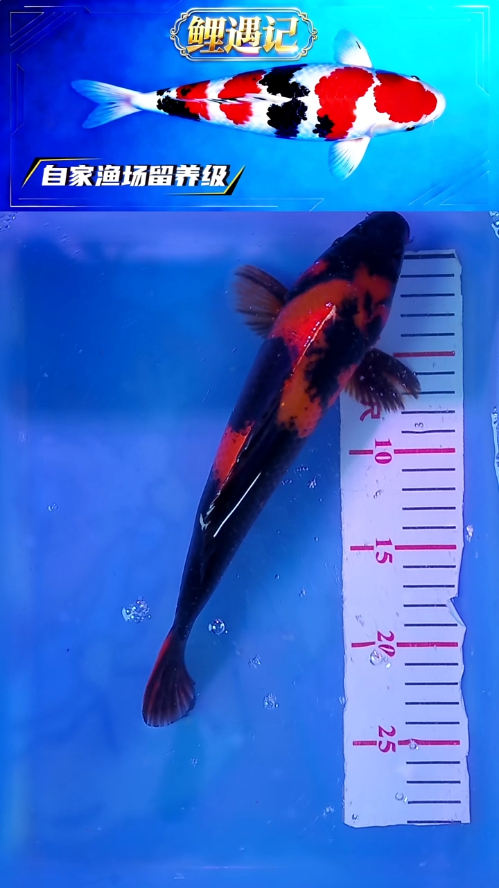 锦鲤12月25日锦鲤14